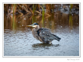 Great-Blue-Heron-2-copy-2.jpg