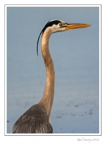 Great-Blue-Heron-2-copy.jpg