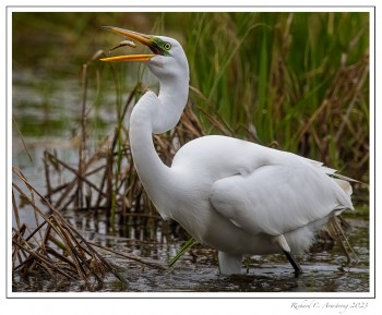 Great-Egret-1-copy.jpg