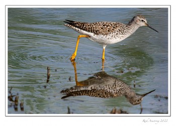 Great-Yellowlegs-1-copy.jpg