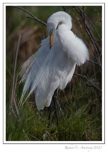 Great-egret1-copy.jpg