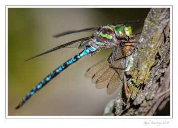 Green--Striped-Darner-eating-Autumn-Meadowhawk-2-copy-2.jpg