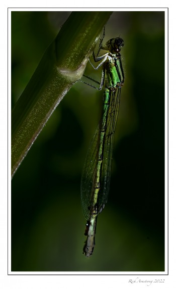 Green-Bluet-1-.jpg