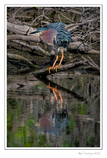 Green-Heron-4.jpg