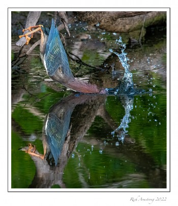 Green-Heron-splash-1-copy.jpg