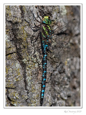 Green-Striped-Darner-1-copy-2.jpg