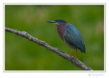 Green-heron-1-copy.jpg