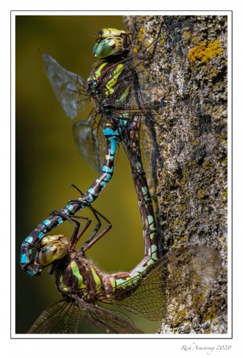 Green-striped-darner-2-copy.jpg