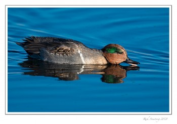 Green-winged-Teal-1-copy-2.jpg