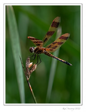 Halloween-Pennant-2.jpg