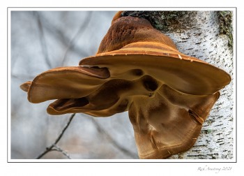 Hat-fungi-1-copy-2.jpg