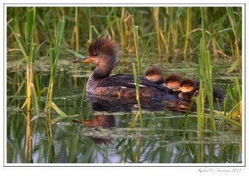 Hooded-Mergansers-copy.jpg