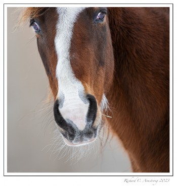 Horse-1-copy.jpg