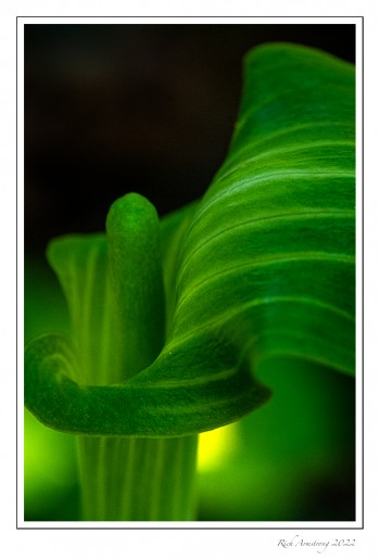 Jack-in-the-Pulpit-1.jpg