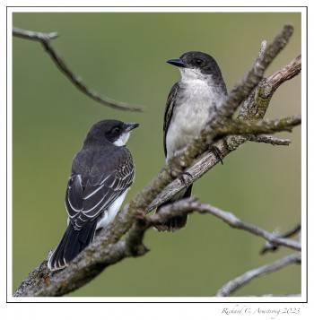 Juvenile-birds-copy.jpg