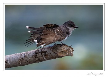 Kng-bird-1-copy-3.jpg