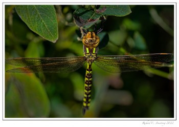 Lance-tipped-Darner,-yellow-form-female-copy.jpg