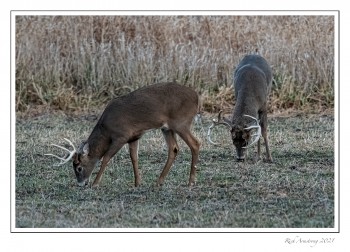 Large-bucks-2a-copy-2.jpg