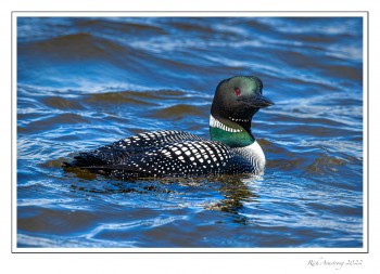 Loon-1e-copy.jpg