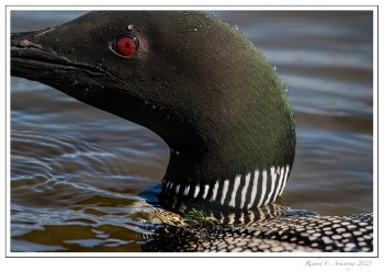 Loon-close-up-3-copy.jpg