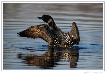 Loon-wing-spread-2f-copy-2.jpg