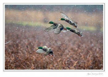 Mallards-in-Flight-1-copy-2.jpg