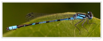 Marsh-Bluet-copy.jpg