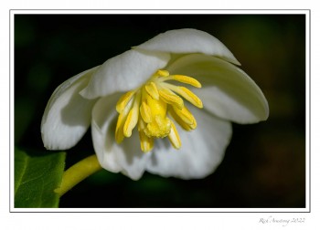 Mayapple-2.jpg