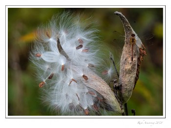 Milkweed-pod-3-copy-2.jpg