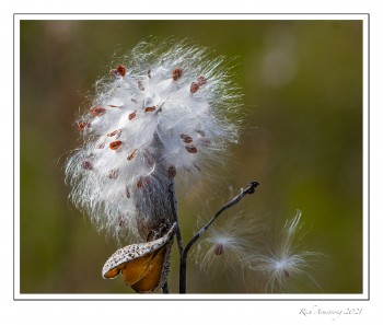 Milkweed-seed-pod-1-copy-2.jpg
