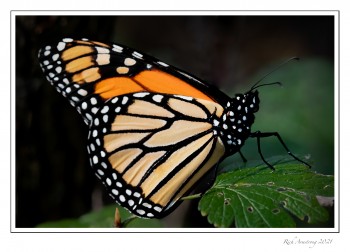 Monarch-1-copy-2.jpg