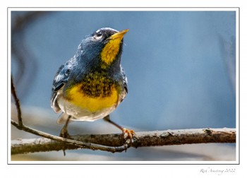 Northern-Parula-1-copy.jpg