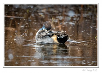 Northern-Pintail-1-copy-2.jpg