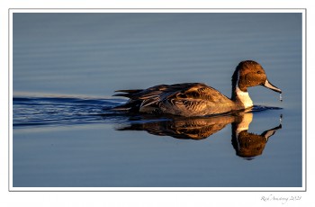 Northern-Pintail-2-copy-2.jpg