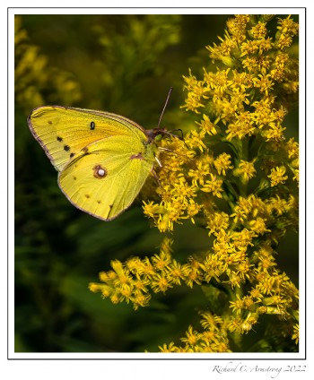 Orange-Sulphur-1-copy-2.jpg