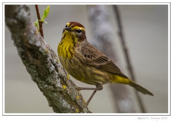 Palm-Warbler-1-copy.jpg