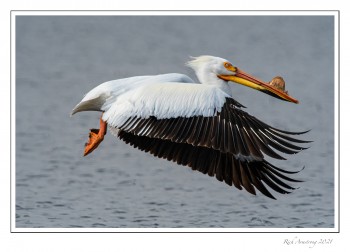 Pelican-1-21-copy.jpg