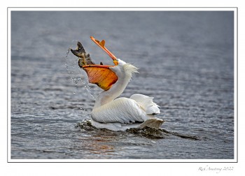 Pelican-1f-copy.jpg
