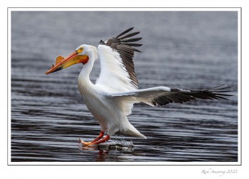 Pelican-1h-copy.jpg