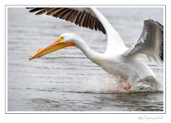 Pelican-2f-copy.jpg
