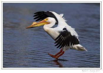 Pelican-landin-g-2-copy-2.jpg