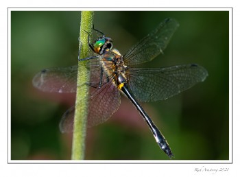 Racket-tailed-Emerald-1-copy-2.jpg