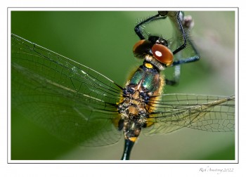 Racket-tailed-Emerald-3-copy.jpg