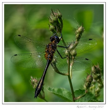 Racket-tailed-Emerald-copy.jpg