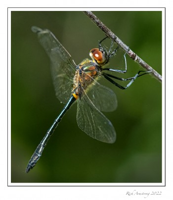 Racket-tailed-Emerald.jpg