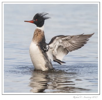 Red-breasted-merganse-1-copy-2.jpg