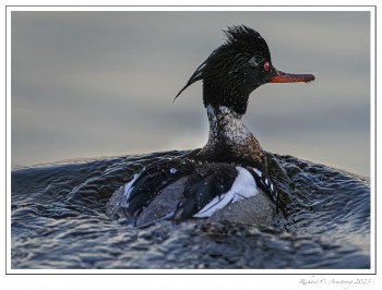 Red-breasted-merganser-2-copy.jpg