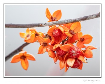 Red-orange-berries-2-copy-2.jpg