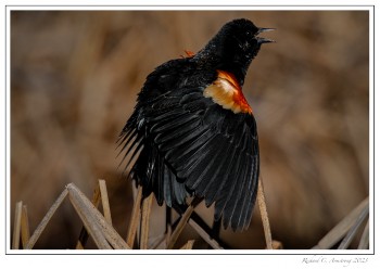 Red-winged-blackbird-1b-copy.jpg