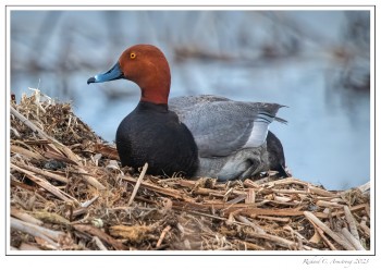 Redhead-Duck-1-copy.jpg